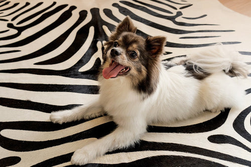 Zebra pattern Cowhide rug with a small fluffy dog lying on top.