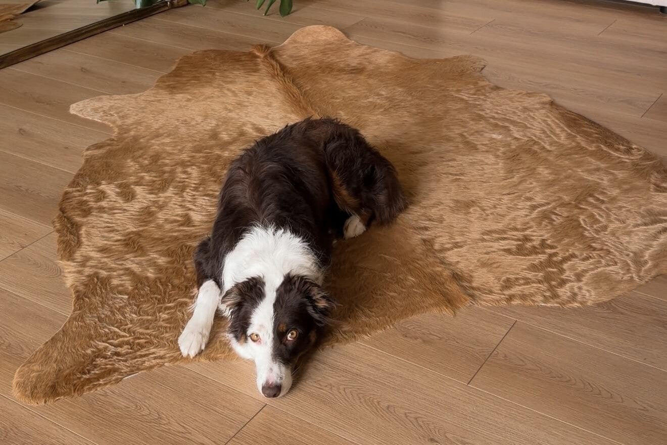Cowhide rug in warm honey brown, large irregular area hide on light wood floor with a tricolor dog lying comfortably across it.