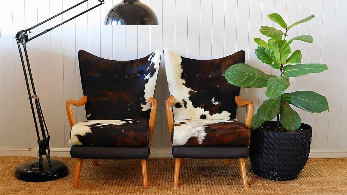Pair of modern armchairs upholstered in Natural Tricolor Cowhide with wooden arms, styled with a black floor lamp and fiddle leaf fig plant against a white shiplap wall.