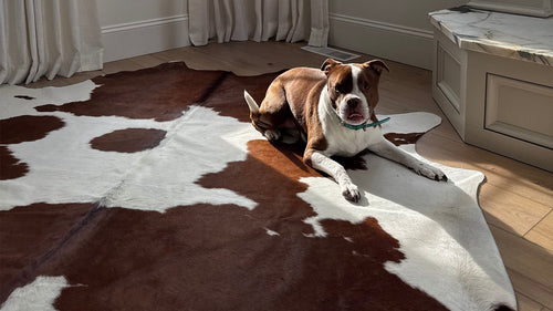 A brown and white spotted cowhide rug lies on a wooden floor, with a brown and white dog resting on it. The scene includes light-colored walls and curtains, with a hint of a marble-topped counter and sunlight streaming in.
