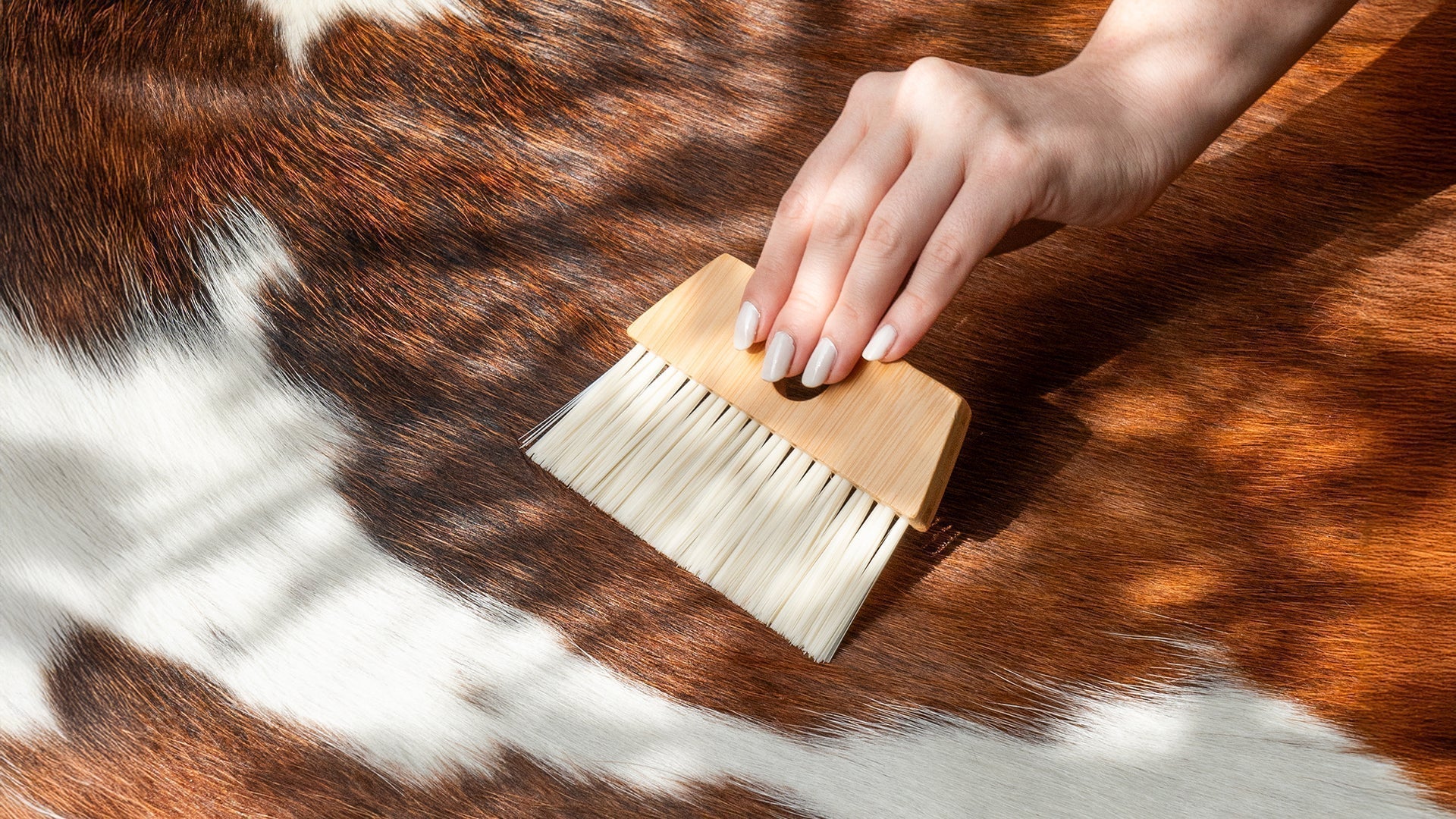 Close-up of a hand using a soft brush to clean a Tricolor Cowhide Rug.