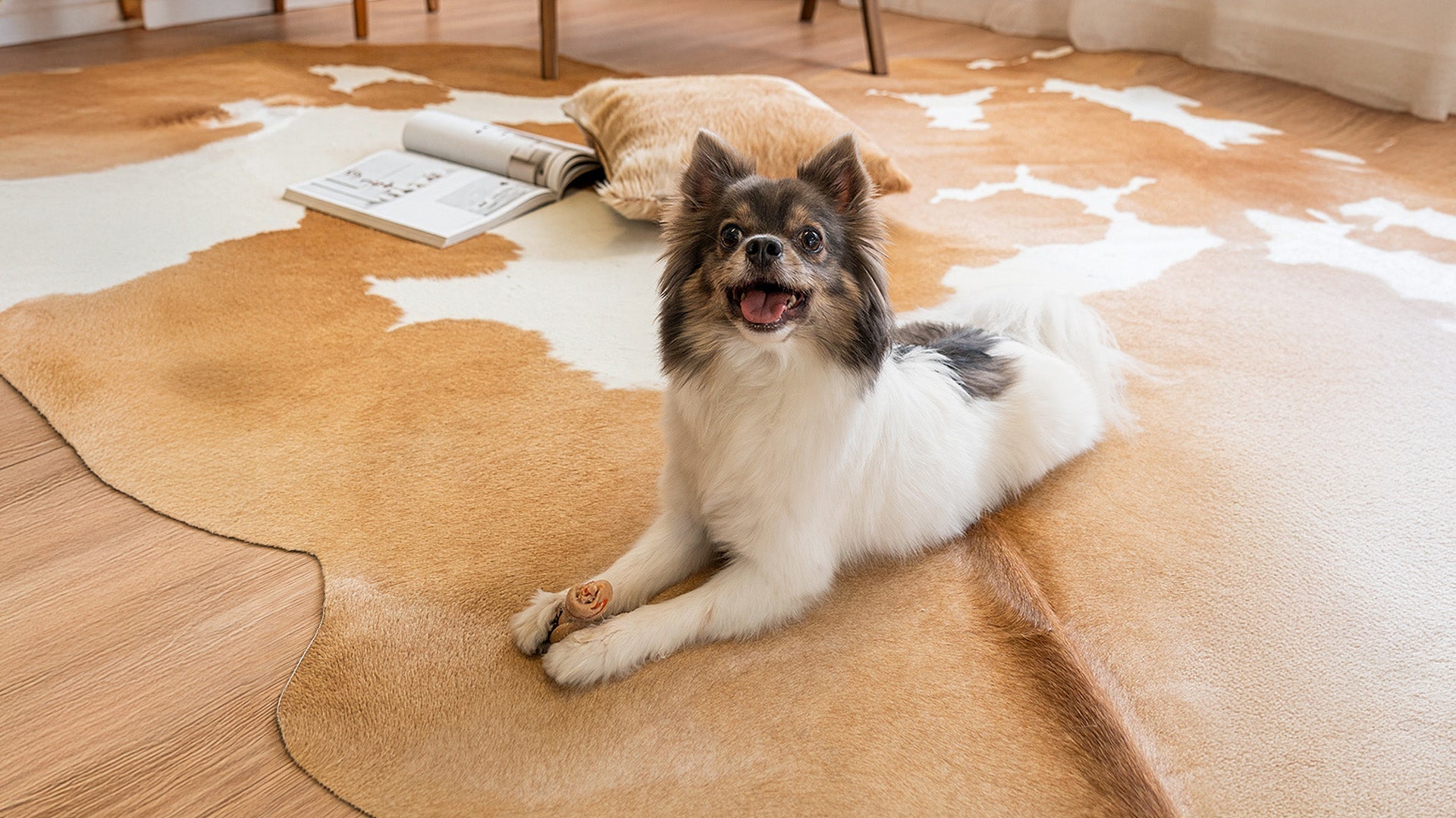 A joyful, small long-haired dog with a bone sits on a large, palomino and white cowhide rug in a sunlit modern living room.