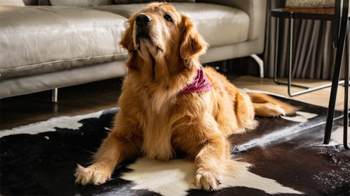 A Playfull dog enjoying time on a cowhide.