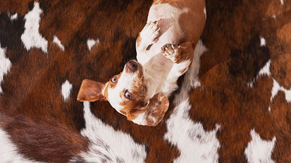 Pet-Approved: Unveiling the Charms of Cowhide Rugs