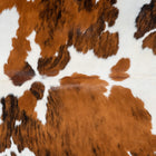 files/2954_b_79f40752-b367-43eb-a558-54c86de3c2e1.jpg