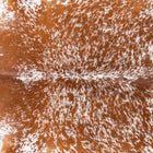 files/9249_b_0f0ab59f-6ce5-4869-81cc-7b9e1700a95a.jpg