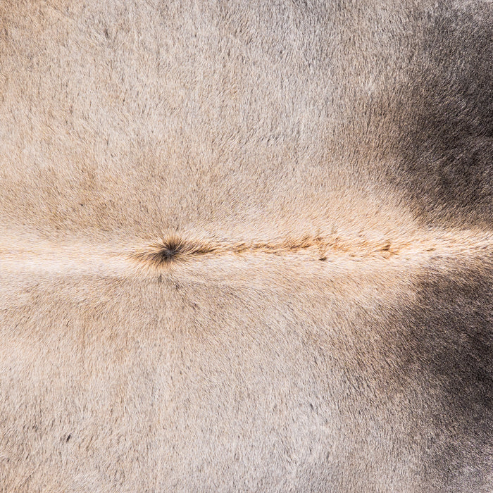 Brazilian Grey Palomino Cowhide Rug Size 7'9" L x 6'4" W 4928