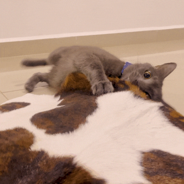 Cat playing with cowhide rug