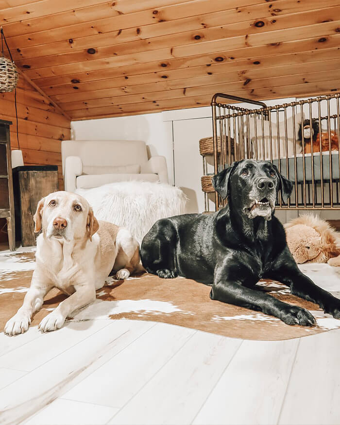 Dogs relaxing on a Brown Cowhide Rug