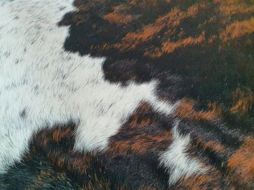 Brindle White Belly Brazilian Cowhide Rug: Large , Natural Suede Leather | eCowhides